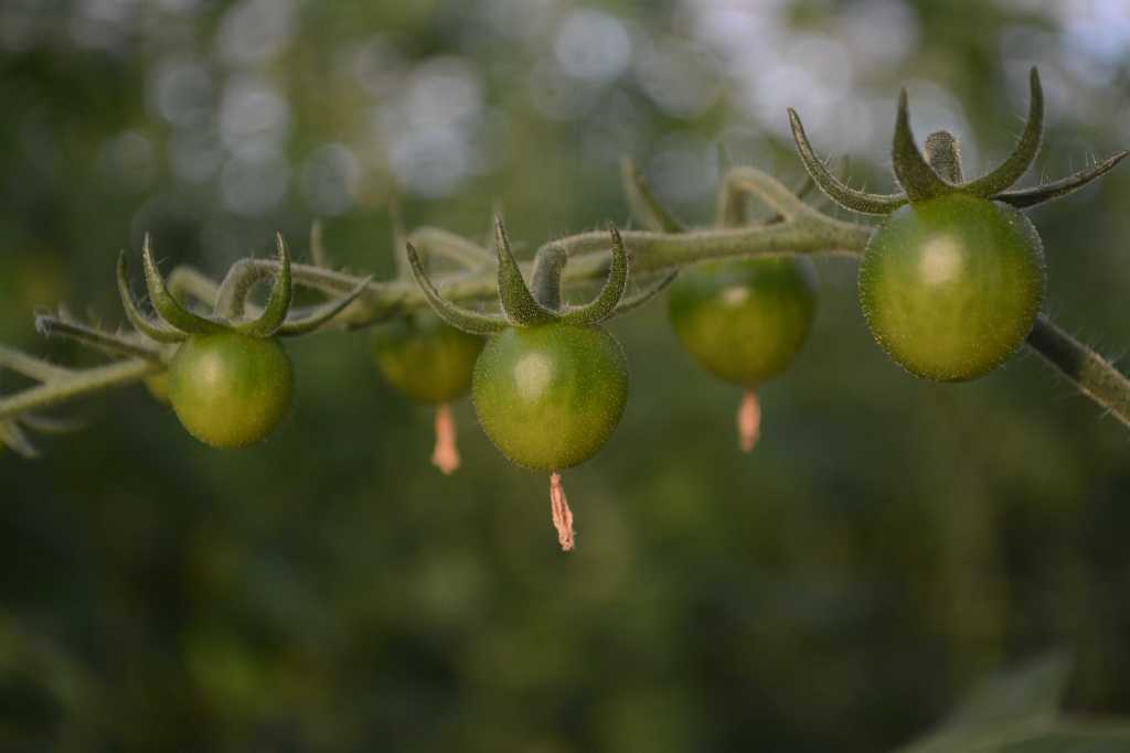 Serra Madre: un progetto a misura d''uomo